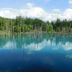 北海道美瑛町～青い池０６