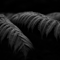 シダ