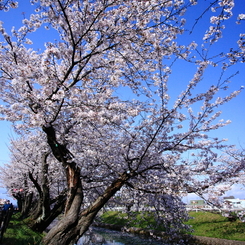 花見日和