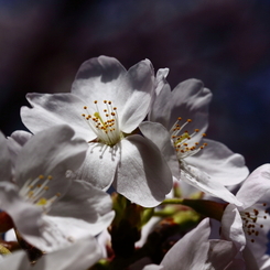 咲き競う桜