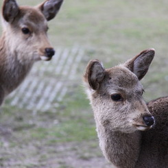 DEER1