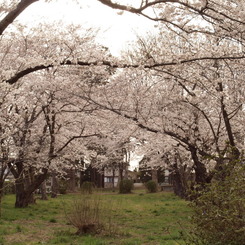 桜のトンネル