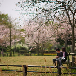 桜、公園、日曜日　#1