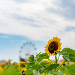 太陽の向日葵