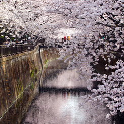 川面も桜色