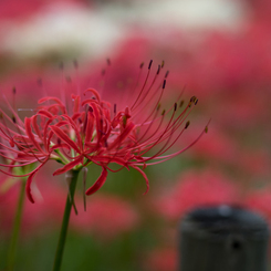 東京・曼殊沙華