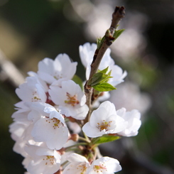 白桜