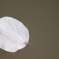 水に浮かぶ花びら