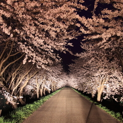 夜桜のトンネル