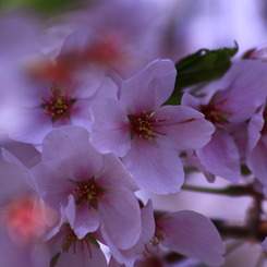 Sakura