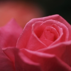 芳純　１