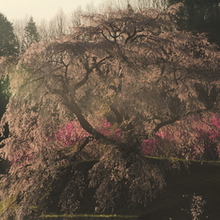 古武士の桜-輝き