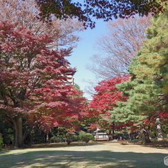紅葉の殿ヶ谷戸庭園と木陰