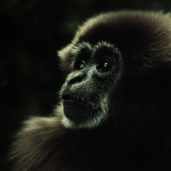 white handed gibbon