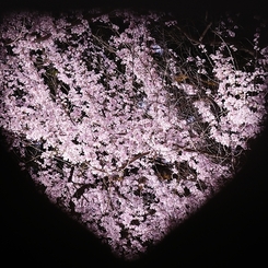 桜の気持ち