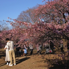 河津桜　２