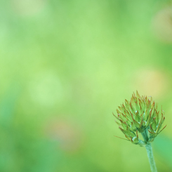 緑の花