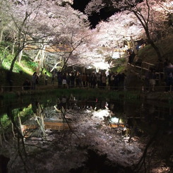 漆黒の桜