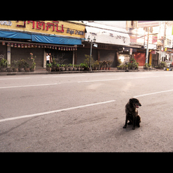 Khaosan road