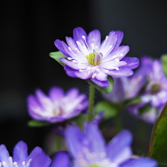 早春の花…雪割草 ⑥