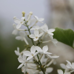 「リラの花…ライラック」白色!!