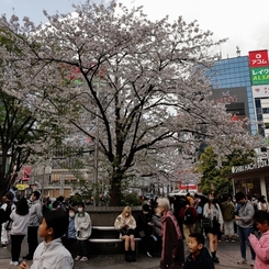 ハチ公広場に桜咲く