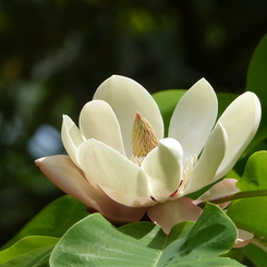 新緑の里山で2(朴ノ木1)