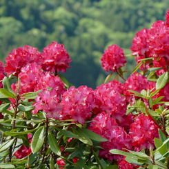 春の花14(石楠花1)