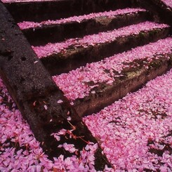 花吹雪の舞