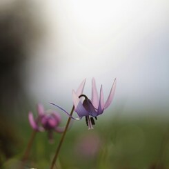 カタクリの花