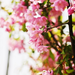 flower_05