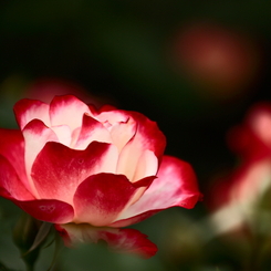 輝く薔薇