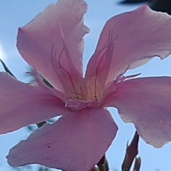 庭のピンクの花（8月25日）