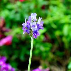 我が家の花壇-13
