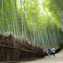 竹林の小径