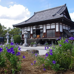 桔梗と多宝寺