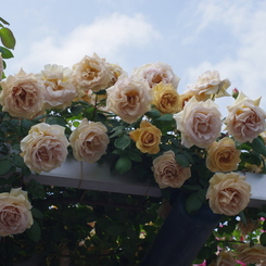 Rose Garden 4