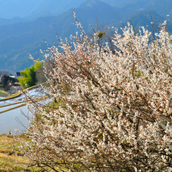 三多気の桜-1