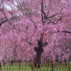 京都御苑の桜-1