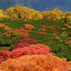 乗鞍の紅葉 (648T)