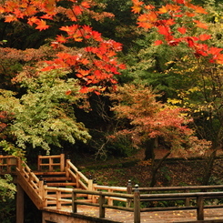 公園の紅葉 