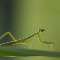 カマキリ