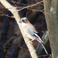 冬の里山で2(カケス)