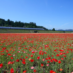 花畑と新幹線