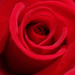 Deep Red