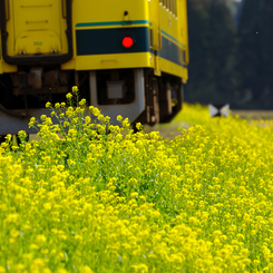 いすみ鉄道菜の花2