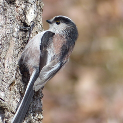 冬の里山で17(エナガ2)