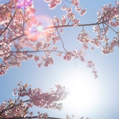 spring for tokyoites 2024