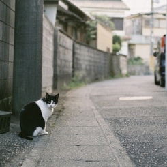 路地猫