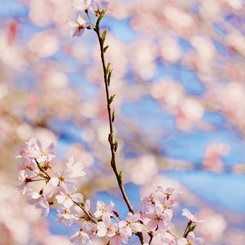 咲く桜　PART2